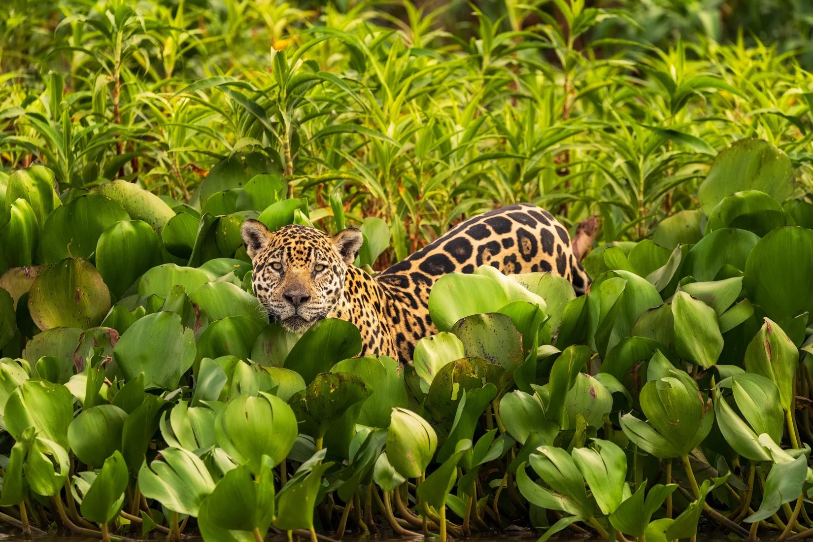 Cuiabá, Brazil