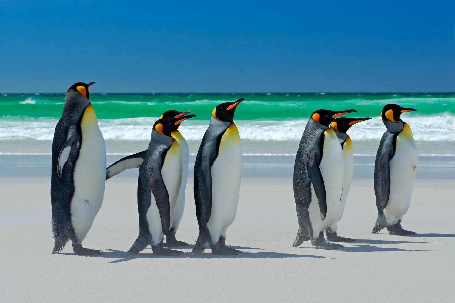 Falkland Islands (Malvinas)
