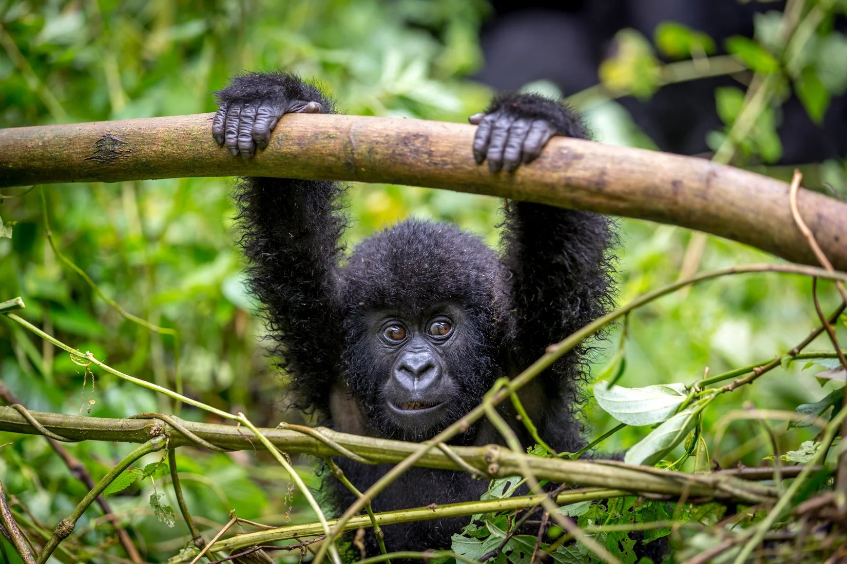 Goma, DRC