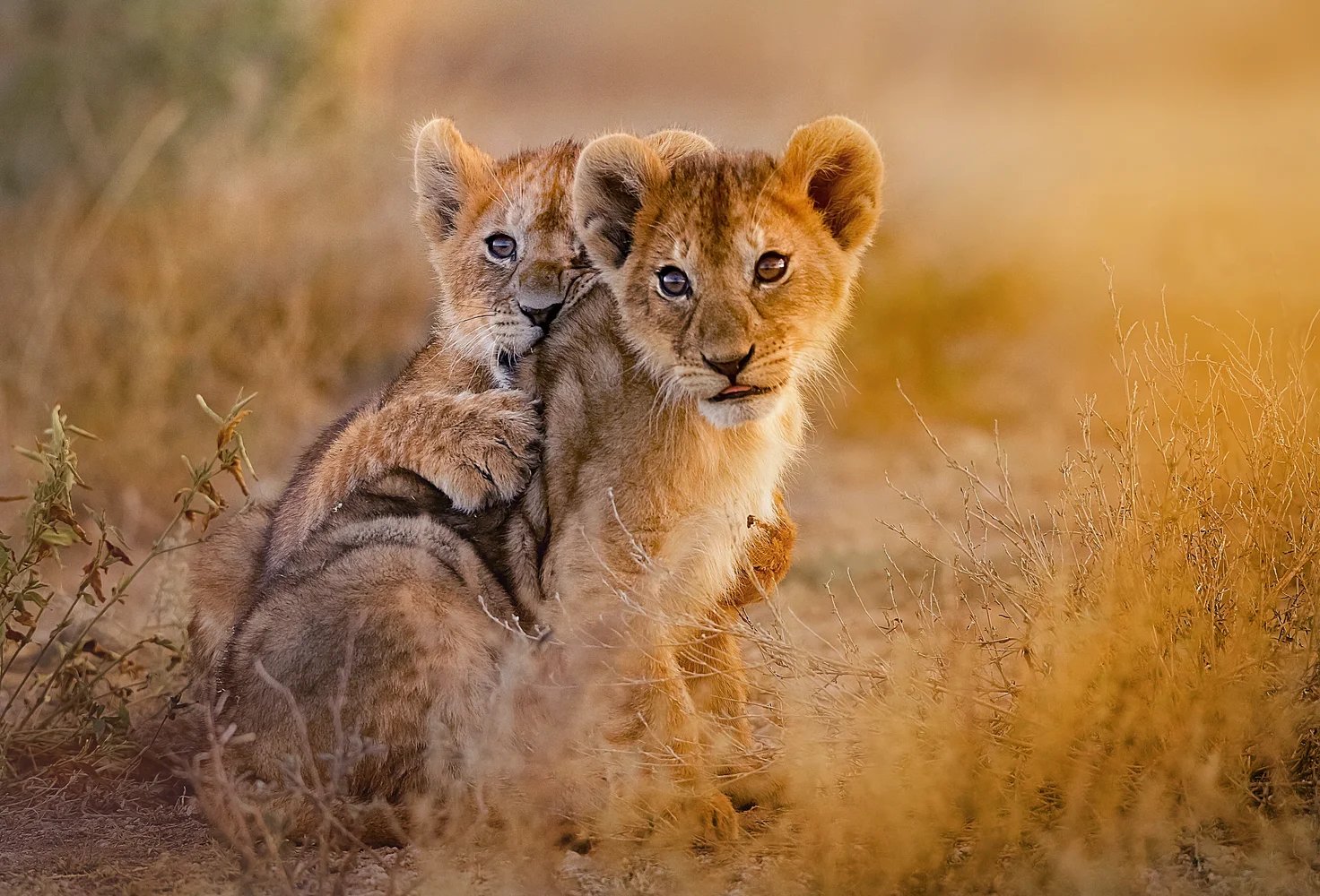 Kruger, South Africa
