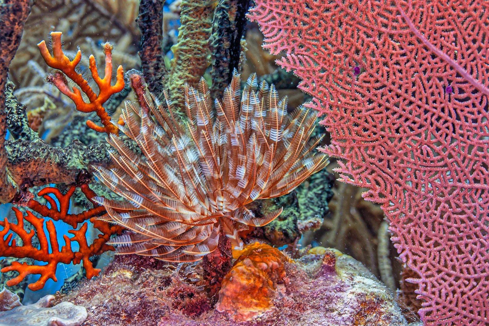 Roatán, Honduras