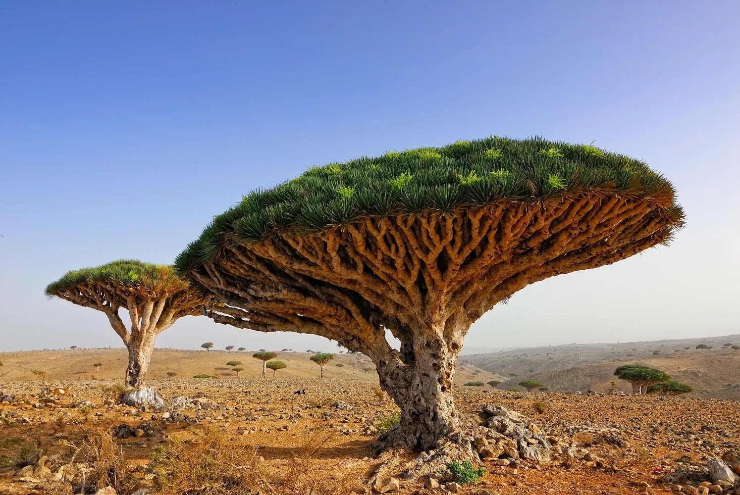 Hadiboh, Socotra